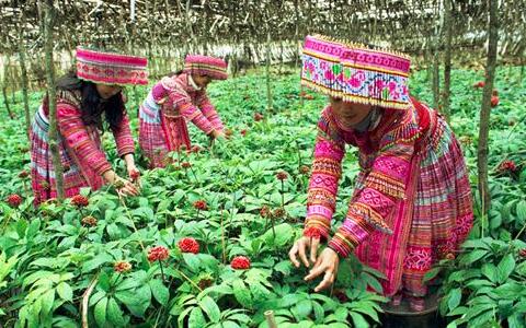 三七粉價(jià)格，三七花價(jià)格，三七的功效